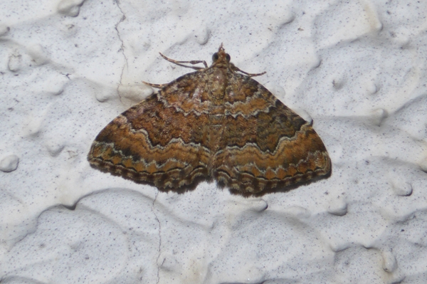 Camptogramma bistrigata